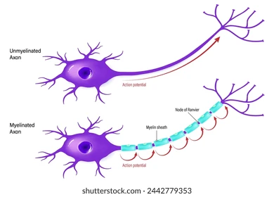 <p>No. Saltatory conduction only happens in <strong>myelinated axons. </strong>In these axons, the action potential ‘jumps’ from one gap in the myelin, called a ‘node of Ranvier’ to the next. </p>