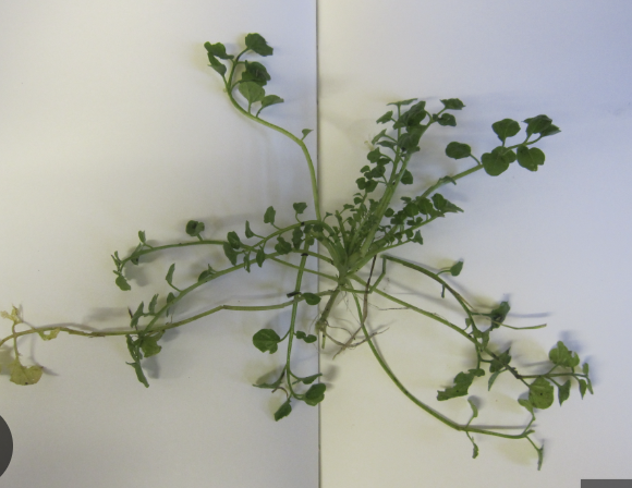 <p>Leaf Arrangement</p>