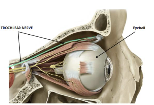 <p>CN IV: trochlear </p><ul><li><p>motor: movement of eye </p></li></ul><p></p>
