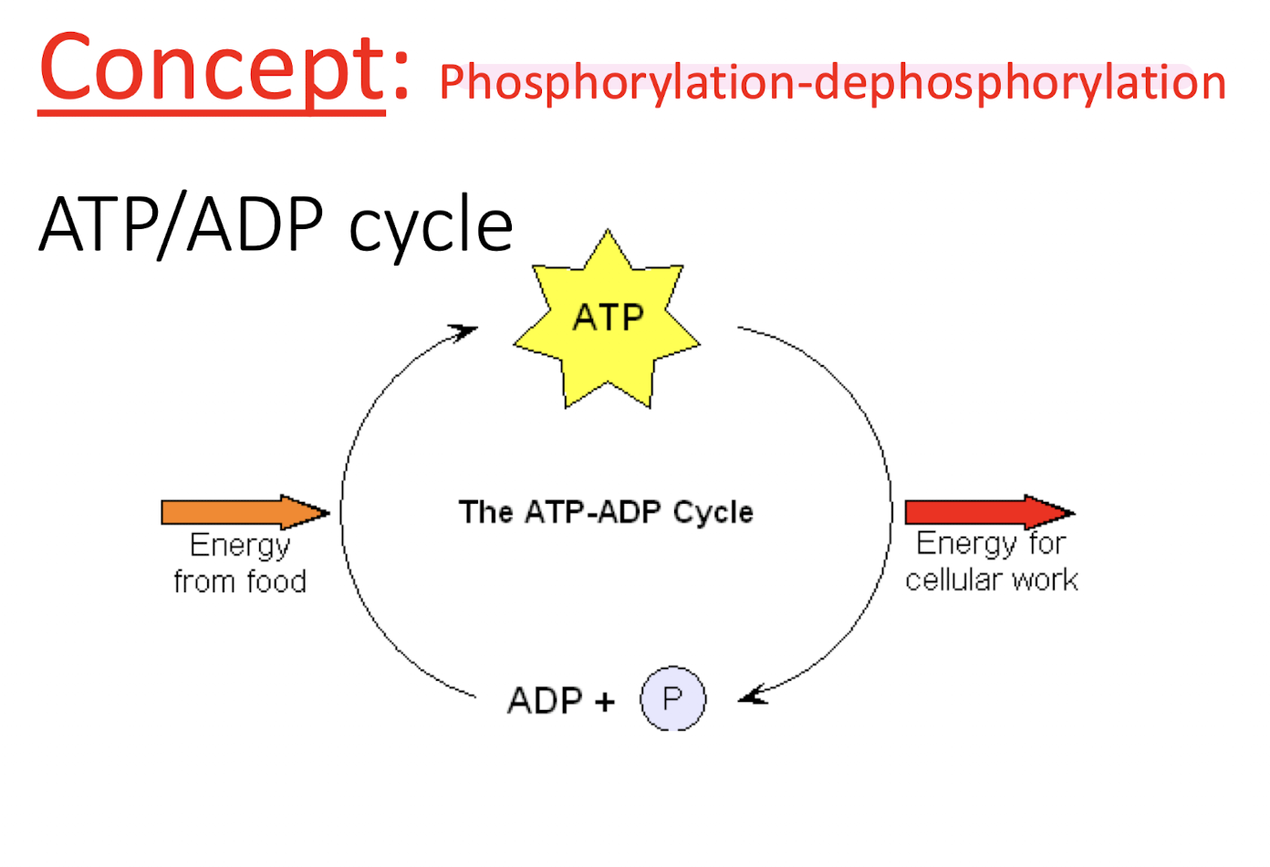 <p>Energy from food used to phosproylate ATP, ATP dephosporylated to ADP to produce energy for cellular work</p>