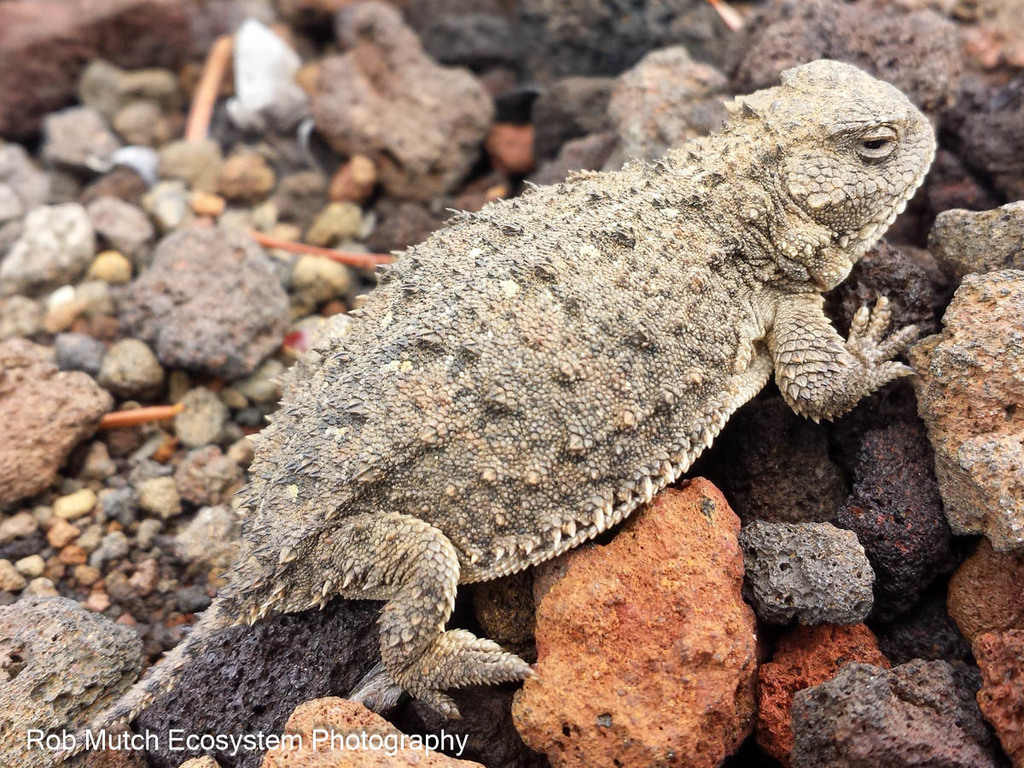 <p>Phrynosomatidae<br>Phrynosoma douglasii<br>Pygmy short-horned lizard</p>