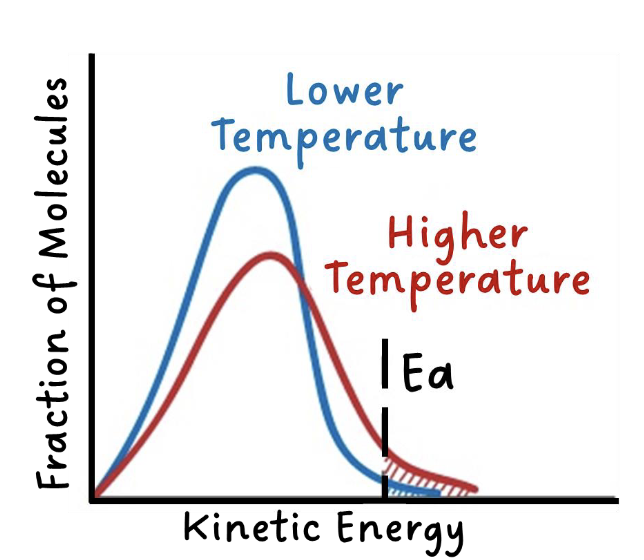 <p>when temperature increases, the average kinetic energy of the particles increases</p><p>more particles have the minimum energy (activation energy) required to react</p>