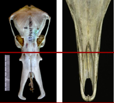 <p>2 Families: Ornithorhynchidae (Platypus) and Tachyglossidae</p><p>(Echidna - look like hedgehog and ant eater hybrid)</p><p></p><p>n both, the premaxilla is separated anteriorly.</p><p>In the platypus, the premaxilla expands</p><p>laterally. In the echidna it reconnects at the</p><p>anterior end</p>