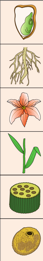 <p>what do monocots contain?</p><ol><li><p>seed</p></li><li><p>root</p></li><li><p>flower</p></li><li><p>leaf</p></li><li><p>vascular bundles</p></li><li><p>pollen grains</p></li></ol><p></p>