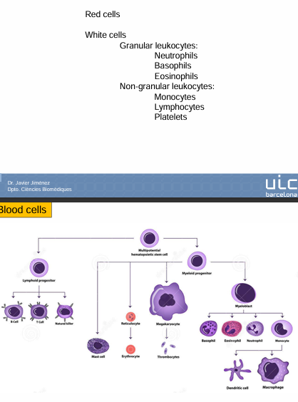 <p>Agranulocitos vs granulocitos</p><p><strong>Granulocitos:</strong></p><ul><li><p>Tienen gránulos visibles al microscopio</p><ul><li><p><strong>Neutrófilos</strong></p><ul><li><p>Se tiñen con colorantes <strong>neutros</strong></p></li><li><p>Son los más abundantes</p></li></ul></li><li><p><strong>Eosinófilos</strong></p><ul><li><p>Se tiñen con colorantes ácidos (eosina → rosa)</p></li><li><p>Por eso se llaman eosinófilos</p></li></ul></li><li><p><strong>Basófilos</strong></p><ul><li><p>Se tiles con colorantes básicos (azules)</p></li></ul></li></ul></li></ul><p><strong>Agranulocitos:</strong></p><ul><li><p>No tienen gránulos visibles</p><ul><li><p><strong>Linfocitos</strong></p><ul><li><p>Linfocitos B</p></li><li><p>Linfocitos T (y sus subtipos)</p></li></ul></li><li><p><strong>Monocitos</strong></p></li></ul></li></ul><p></p>