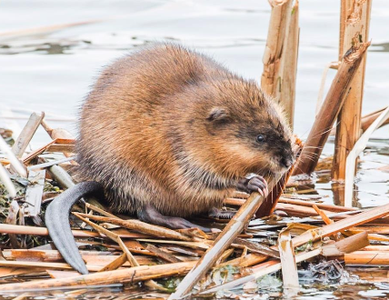 <p>Muskrat </p>