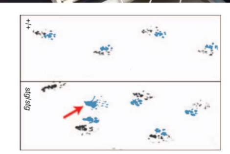 <p>rodent strength and coordination model, dip feet in ink, allow to walk down a paper-lined tunnel, altered gaits can reveal ataxia (abnormal muscle coordination)</p>