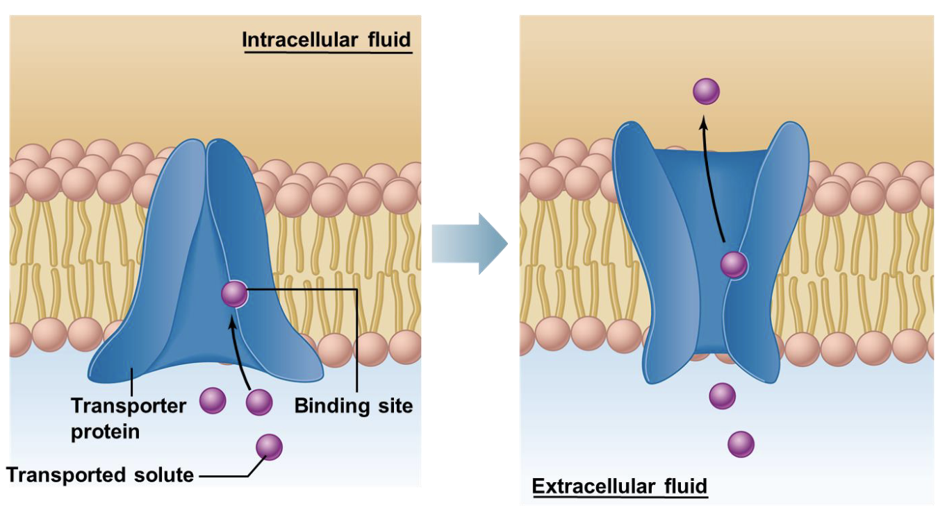 <ul><li><p>Used for large and polar molecules </p></li><li><p>Solute binds to transport protein, causing change in protein </p></li><li><p>Change in protein causes the protein to flip and expose the bound solute to the opposite side of the cell membrane </p></li><li><p>Factors effecting rate </p></li></ul><p>- Transport rate of protein </p><p>- Number of carrier proteins </p><p>- Magnitude of concentration gradients </p><p></p>