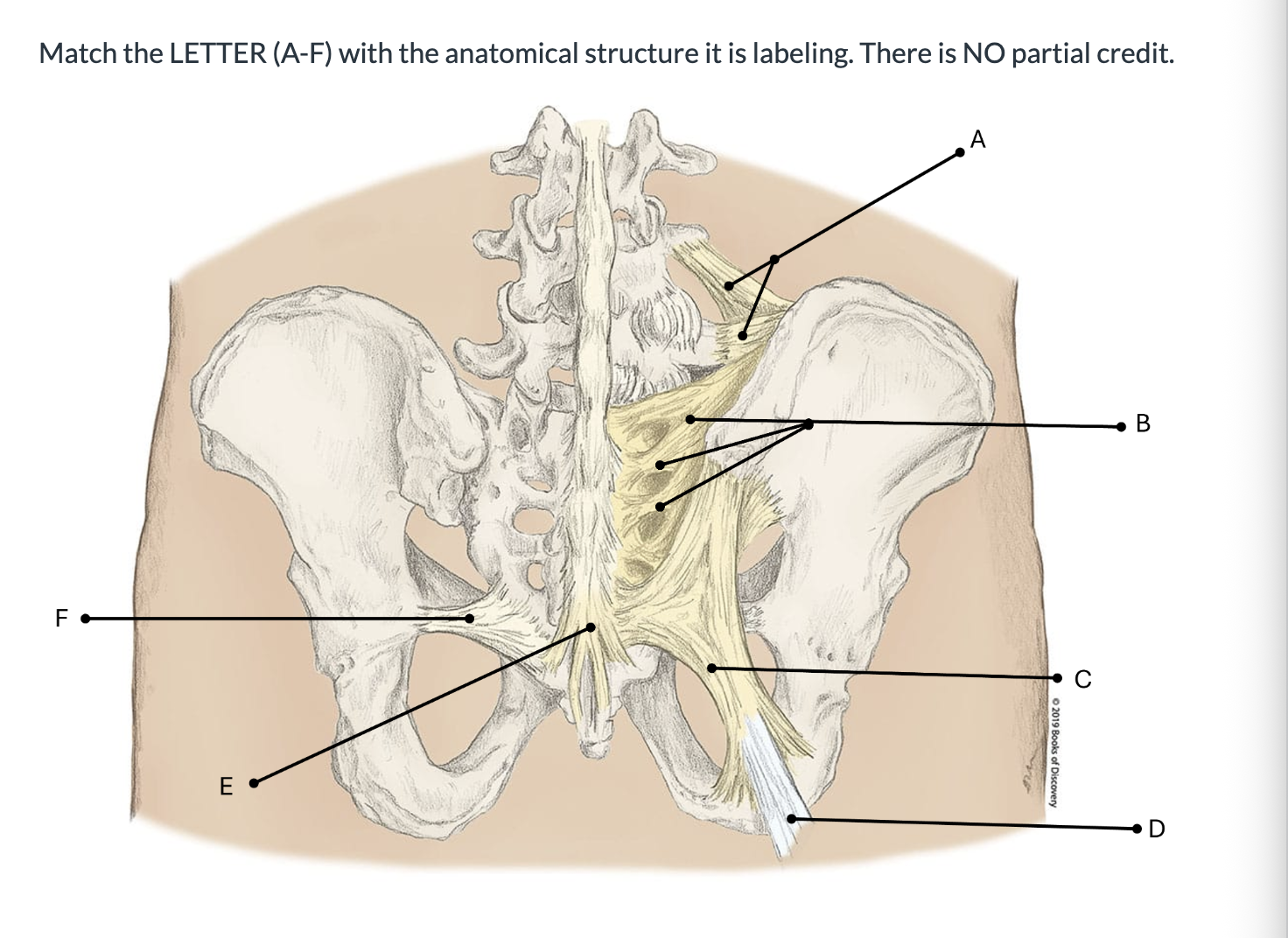 <p><span>Match the LETTER (A-F) with the anatomical structure it is labeling. There is NO partial credit.</span></p>