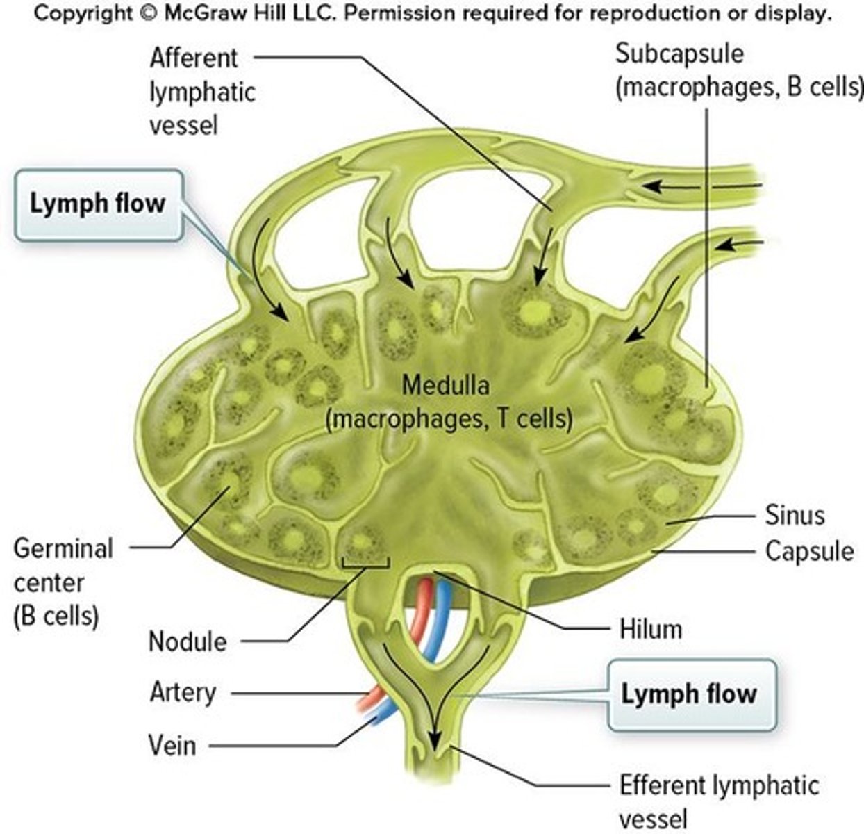 <p>Lymph nodes filter harmful substances from lymph fluid and produce immune cells to fight infections.</p>