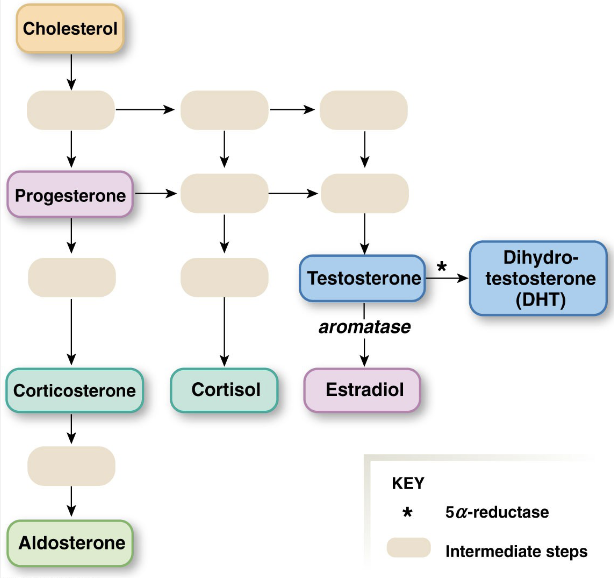 <ul><li><p>GnRH – stimulates FSH and LH</p></li><li><p>LH → Stimulates Leydig (interstitial) cells to produce testosterone (inhibits GnRH and LH)</p></li><li><p>FSH → Stimulates Sertoli (nurse, sustentacular) cells to produce sperm and Inhibin</p></li><li><p>Hormones released in pulses</p></li><li><p>Circadian Rhythms</p></li><li><p>Testosterone</p></li><li><p>Secondary sex characteristics</p></li><li><p>forms small amounts of estrogen</p></li><li><p>Why do synthetic androgens cause sterility? Because high testosterone inhibits GnRH and LH, preventing spermatogenesis</p></li></ul><p></p>