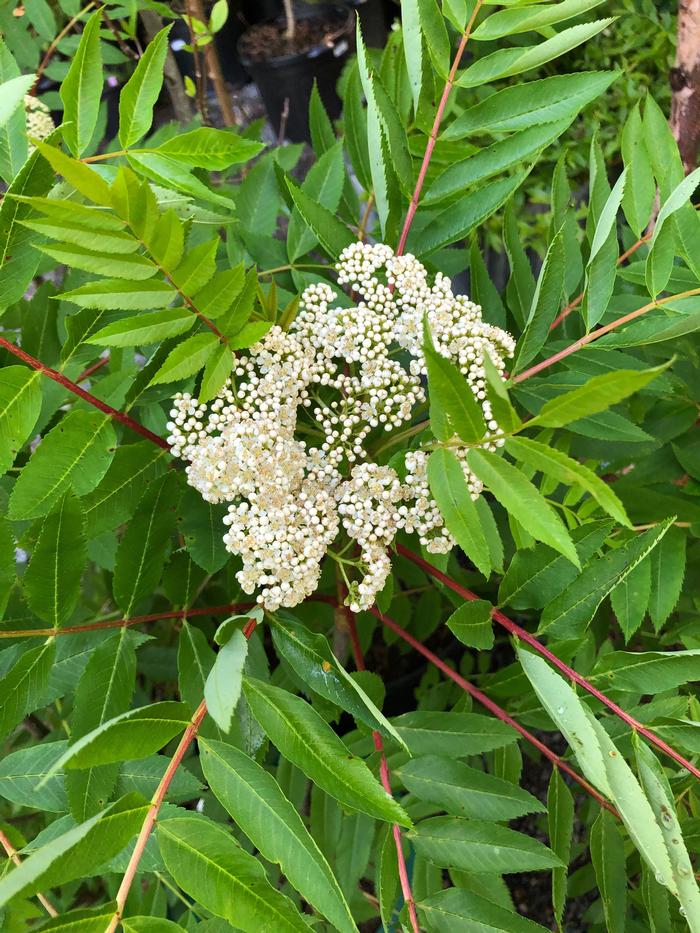<p>White, showy, flat topped, panicles</p>