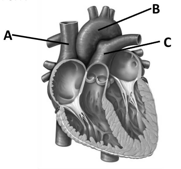 <p>name of A</p>