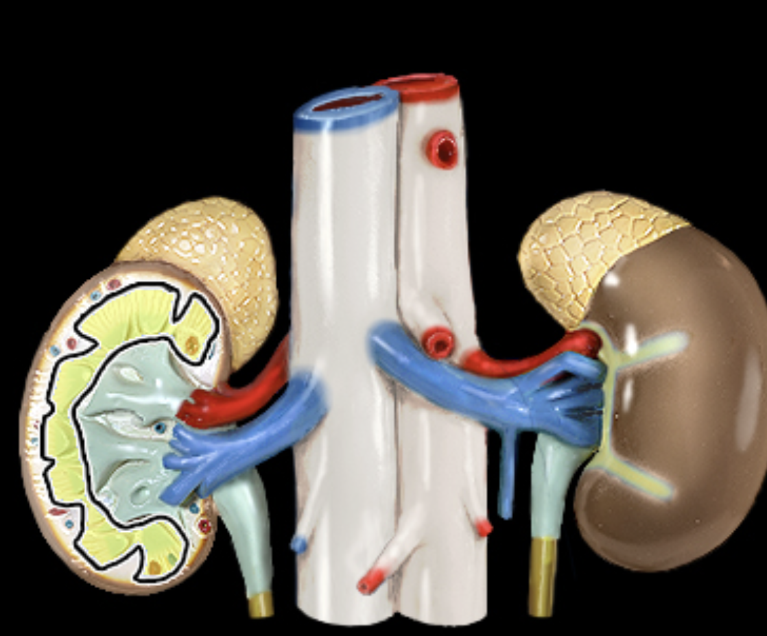 <p>Renal medulla</p>