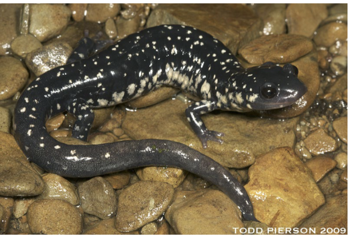 <p>northern slimy salamander</p><p>direct development - no water</p><p>upland mixed forest, talus slopes</p><p>grey with white speckles, stout body</p><p></p>