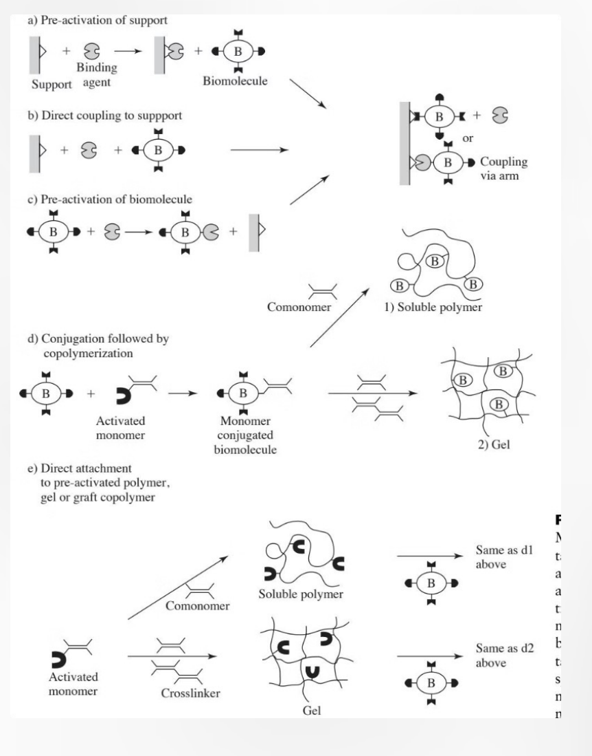<p>"Permanent" way to attach the biomolecules we just discussed.</p><p>1.) Reactive Surface (Surface requires hydroxyl, carboxyl, or amine groups for attachment) (Before you can attach a biomolecule, the surface usually needs to be "primed." A standard inert plastic won't bond easily. You need specific chemical "anchors") (These are often created using the <strong>Plasma Treatment</strong> or <strong>Radiation Grafting</strong> methods from your first slides)</p><p>2.) <strong>Spacer Arm </strong>(Inert molecule provides necessary physical space between surface and coating) (biomolecules (like proteins) need to move and fold to work) (If you bond a protein directly to a flat, hard surface, it can get "squashed" or its active site might be blocked) (A <strong>Spacer Arm</strong> is a small, flexible, inert molecule that acts like a tether. It holds the biomolecule away from the surface so it has the "elbow room" to rotate and interact with cells).</p><p>3.) Stability: Resulting covalently linked coatings provide long-term stability.</p><p></p>
