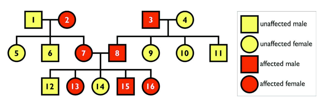 <p>The inheritance of a particular characteristic through a family, they are most often used for humans, but are also used for commercial animals such as racing horses or pedigree dogs.</p>