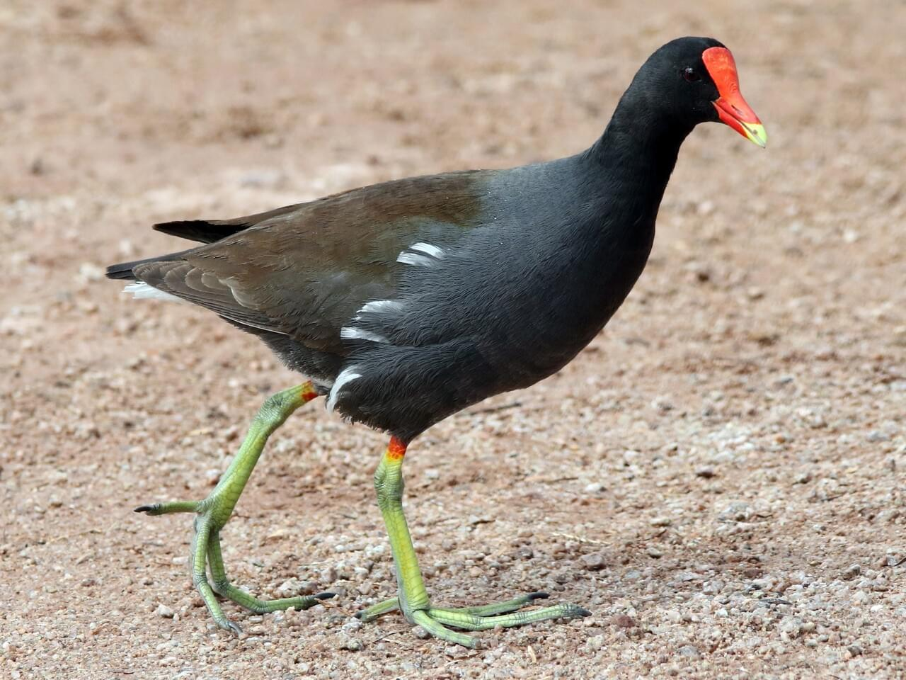 <p>Common gallinule</p>