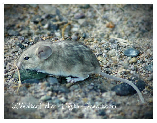 <p>Common name not needed - Up to Family level only</p><p>**Skin in lab</p>