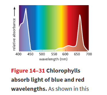 <p><strong>blue/purple</strong> and <strong>red</strong></p><ul><li><p>they absorb green light poorly so its reflected back to our eyes</p></li></ul><p></p>