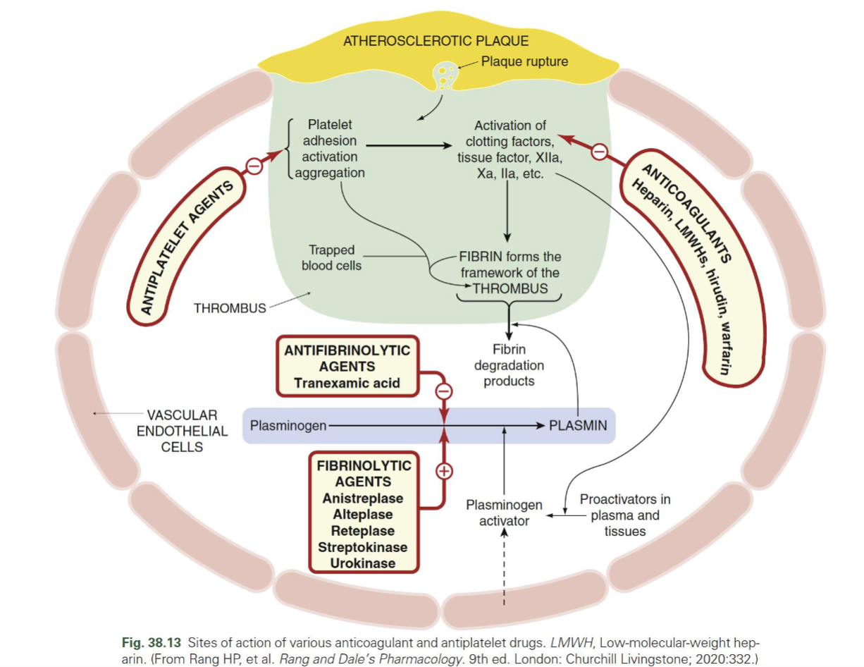 <p>Fibrinolytics vs antifibrinolytics — MOA</p>