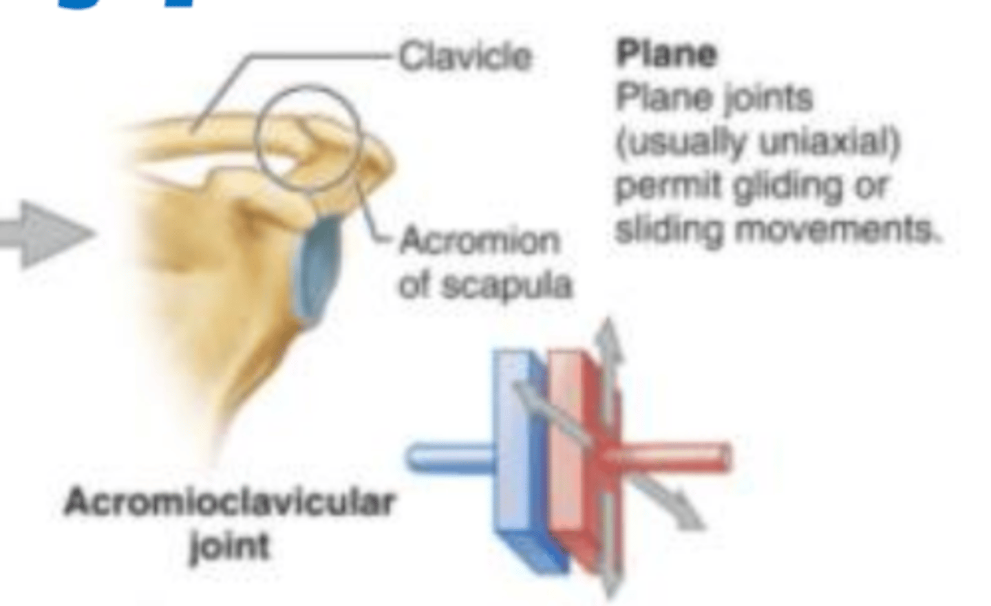 <p>(usually uniaxial) short slipping or gliding movements; i.e. carpals</p>