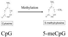 <p>CpG islands allow for non-specific binding of GTFs, good for constant low-level expression (housekeeping), recruit RNA pol II but in a non-specific direction (transcripts can be sense or anti-sense)</p><p>CpG repeats are normally pretty low in mammalian DNA due to methylation (5-methyl C), 5-methyl C can spontaneously deaminate to T (Cme G>>T G) or U (CG>UG>CG), methylation of CpGs is a signal for trasncriptional repression</p>
