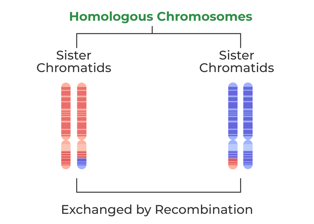 <p><strong>Sister chromatids</strong><span> are </span><strong>identical copies of a chromosome</strong><span> made during DNA replication → connected by a centromere</span></p>