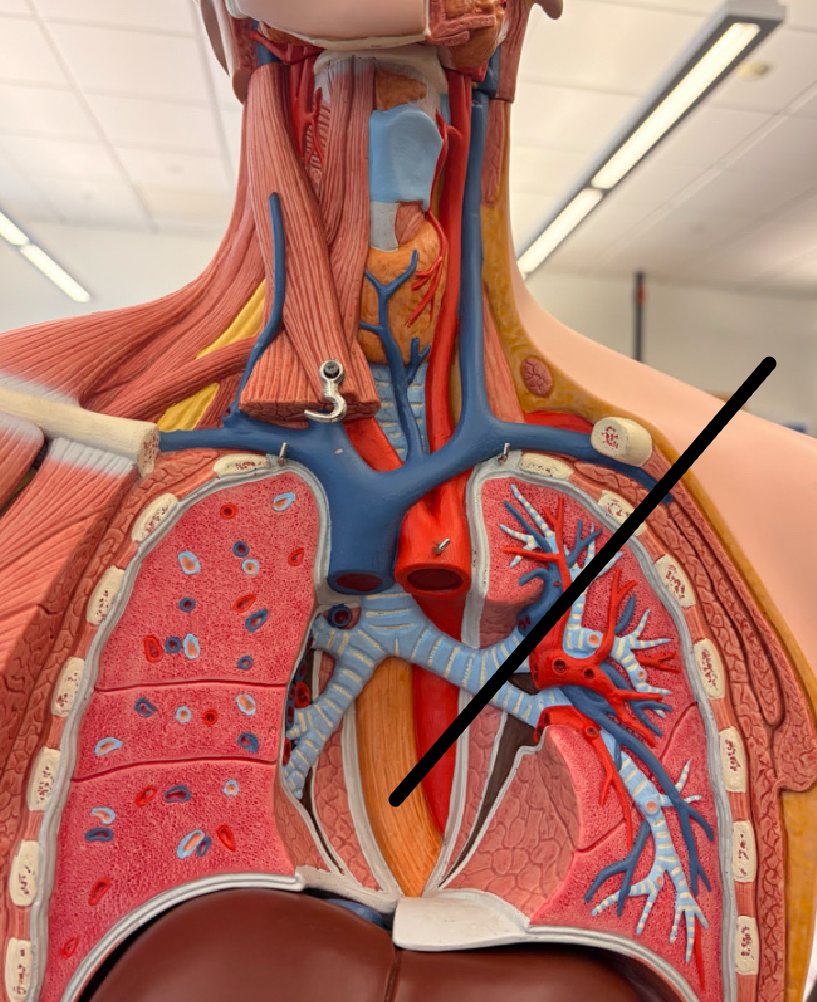 <p>A muscular tube that connects the mouth to the stomach.</p>