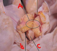 <p>B (beneath coprodeum)</p>