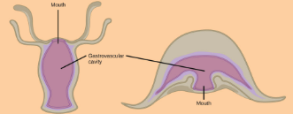 <p>a specialized digestive system which connects to the outside world through a single opening</p>