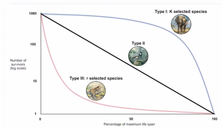 <p>Type I survivorship curve, fewer offspring, higher survival rates</p><p>Example: elephants, humans</p>