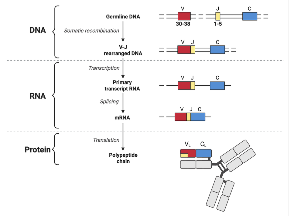 <p>involves the permanent somatic recombination of V, J s<span style="background-color: transparent; font-family: Arial, sans-serif, Inter, ui-sans-serif, system-ui, -apple-system, BlinkMacSystemFont, "Segoe UI", Roboto, "Helvetica Neue", "Noto Sans", "Apple Color Emoji", "Segoe UI Emoji", "Segoe UI Symbol", "Noto Color Emoji"; font-size: 1.6rem;">egments to produce diverse antibodies. </span></p>