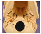 <p>foramen</p>