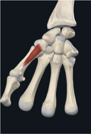 term image