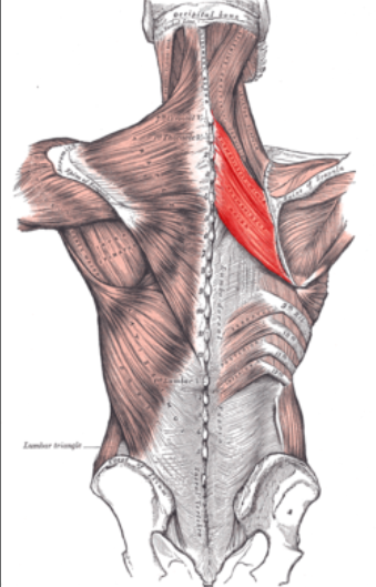 <p>rhomboids</p>