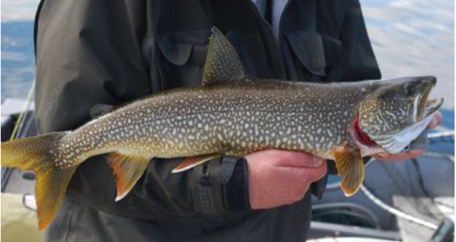 <p>Salvelinus namaycush</p><p>nonnative</p><p>largest char'</p><p>gray above with a white belly, and cream colored mottling on back turning into spots along the sides, tail is distinctly forked</p>