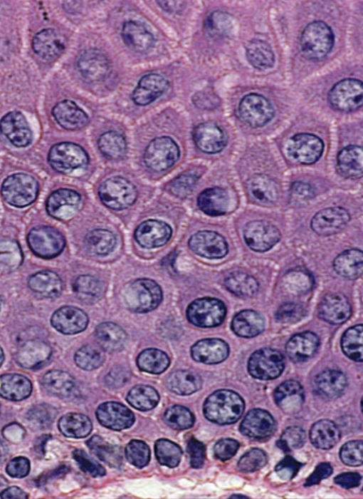 <p>What is the middle section of this image of stratum?</p>