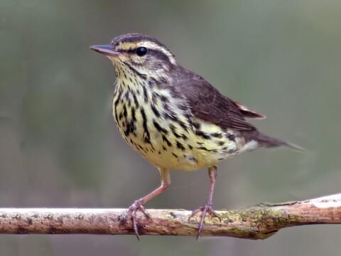 <p>yellowish chest, black speckles, black stripe near eye and crown</p>