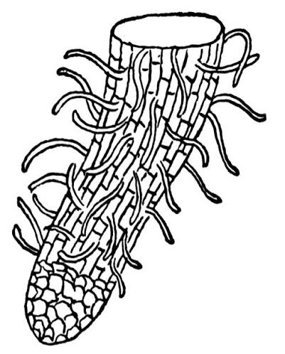 <p>A small group of cells that covers and protects the root apical meristem. Senses gravity and determines the direction of root growth.</p>