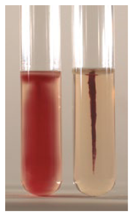 <p>Motility test agar uses ____</p>