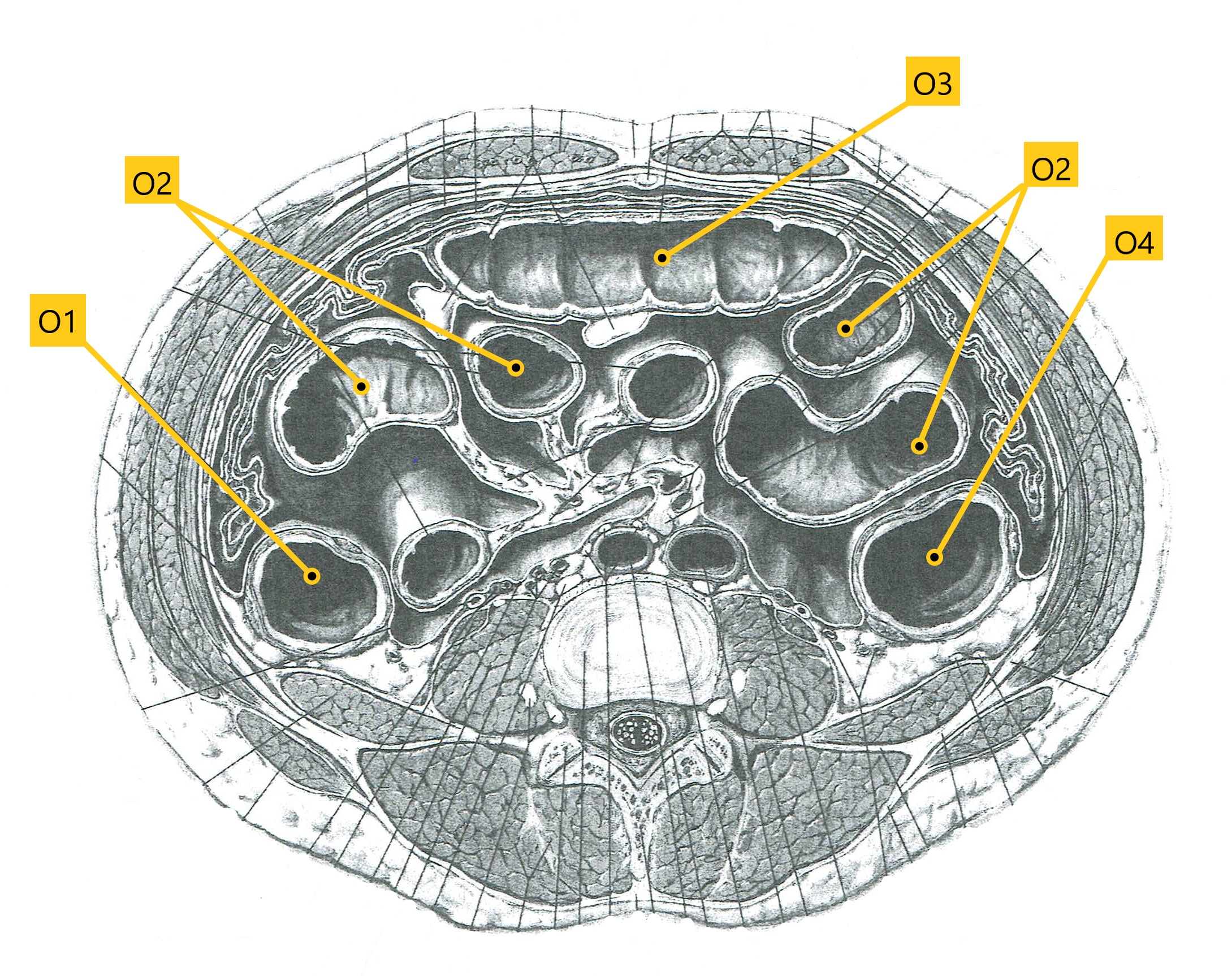 <p>Identify O1-O4 (Adbomen)</p>
