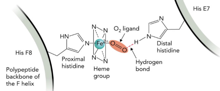 <p>Fe2+ in the heme forms 6 coordination bonds </p><ul><li><p>4 in plane with porphyrin </p></li><li><p>2 perpendicular </p></li></ul><p>one axial bond connects to His F8 (proximal histidine)</p><p>other binds O2, stabilized by His E7 (distal histidine)</p><p>M4T5</p>