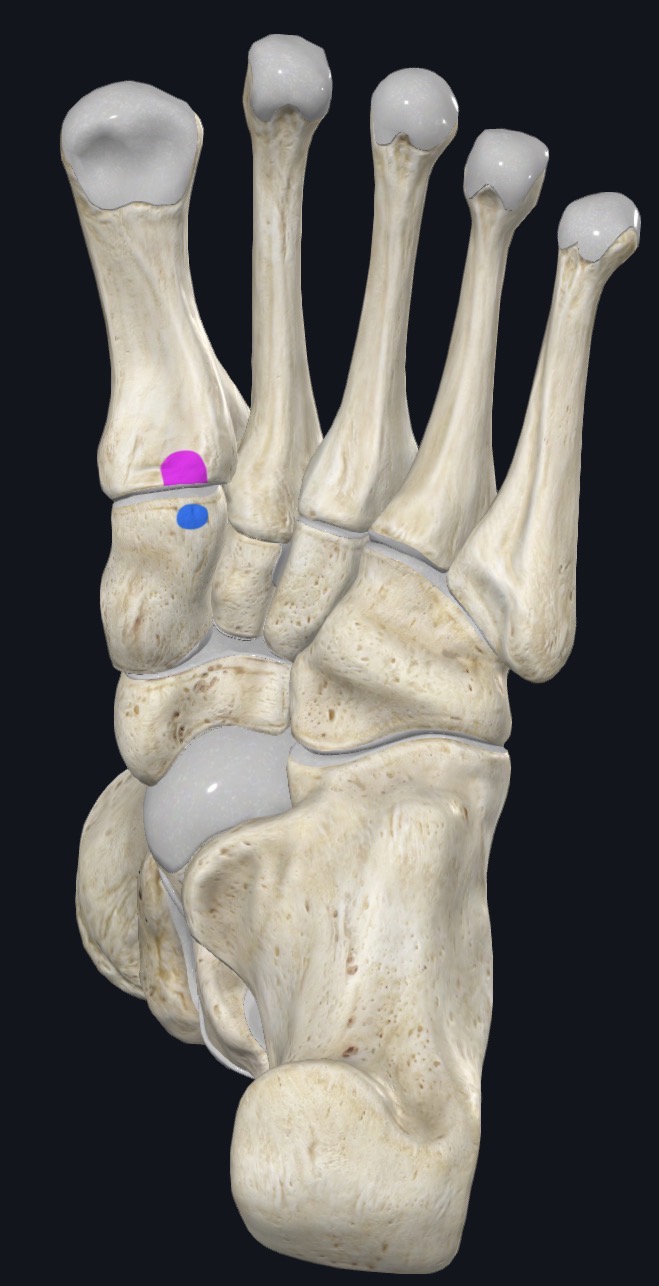 <p>Base of 1st metatarsal &amp; medial cuneiform</p>