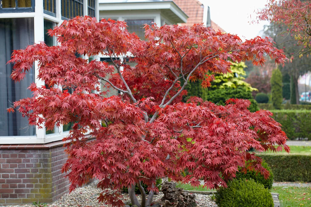 <p>Acer japonicum</p>