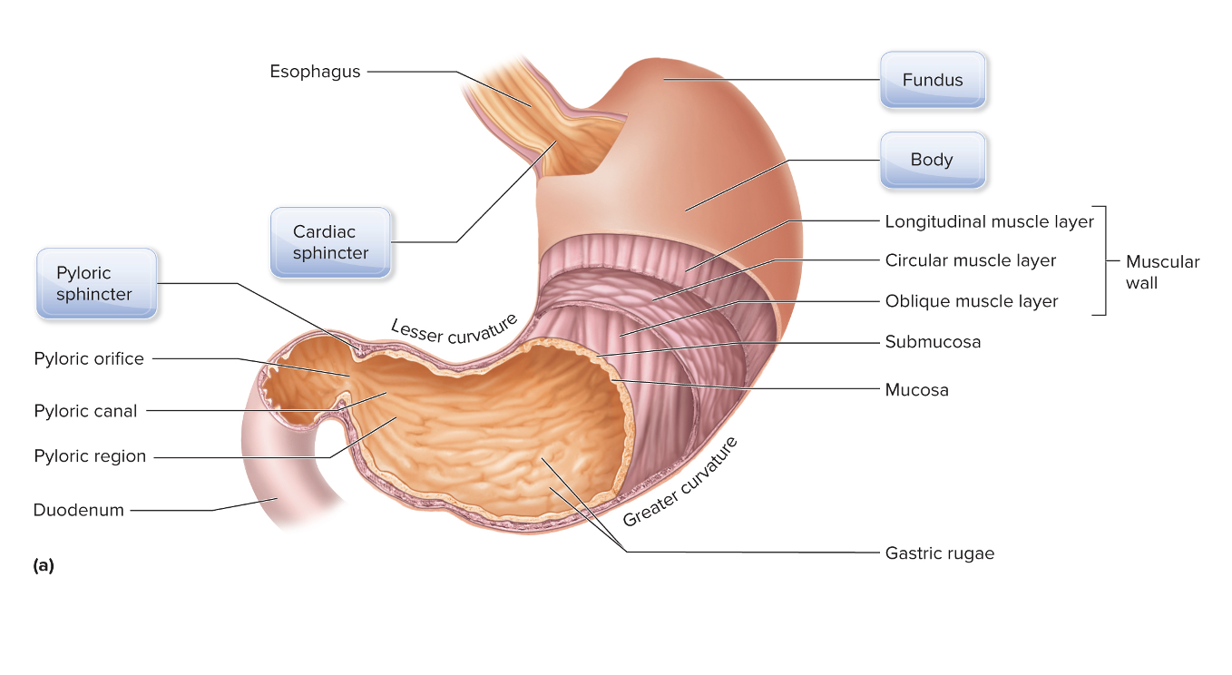 <p>What organ is this?</p>