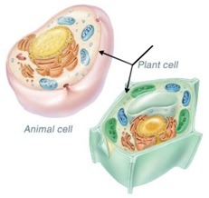 <p>The outer boundary surrounding a cell that controls what enters and exits the cell.</p>