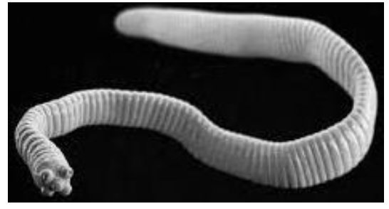<p>name an unusual way humans can acquire the rat tapeworm infection?</p><p>… … in … that have … …</p>