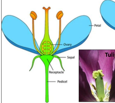<p>Superior ovary (Hypogynous)</p>