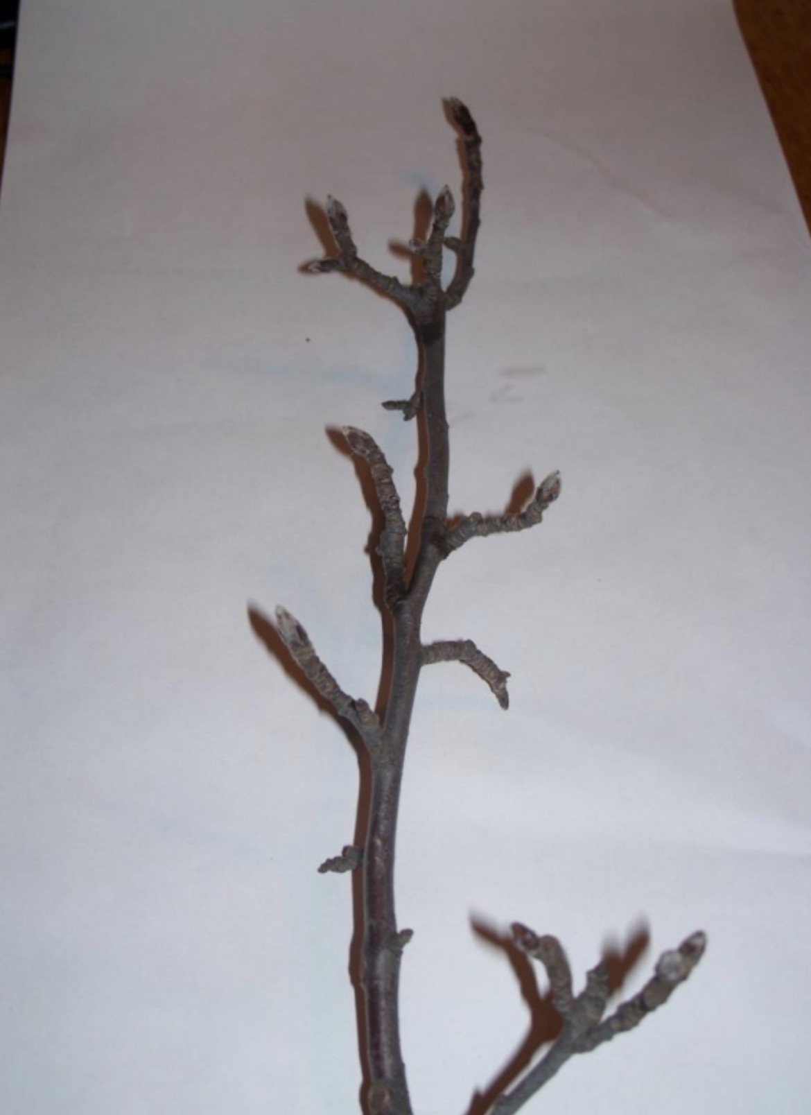 <p>What is this branch?</p>